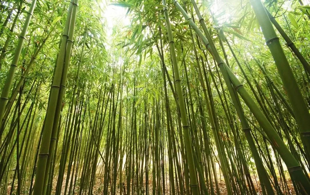 Sustainable Materials